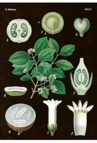 fa245374e137a80d0c32ac595b051c635d38f97f Karnet ST269 B6 + koperta Amelanchier
